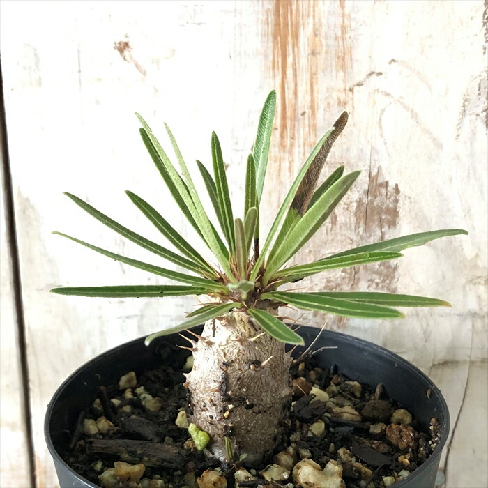 楽天市場】多肉植物 caオペルクリカリア デカリー 実生 多肉植物