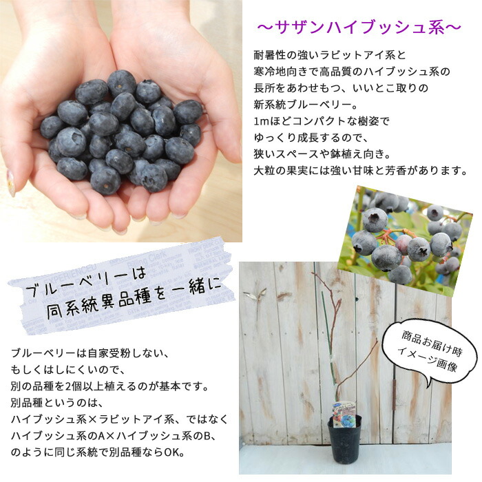 予約販売 ブルーベリー 10 5cmポット 10月中旬以降発送 サザンハイブッシュ系 ジョージアジェム 庭木 果実 果樹苗 苗 苗木 当季大流行 サザンハイブッシュ系
