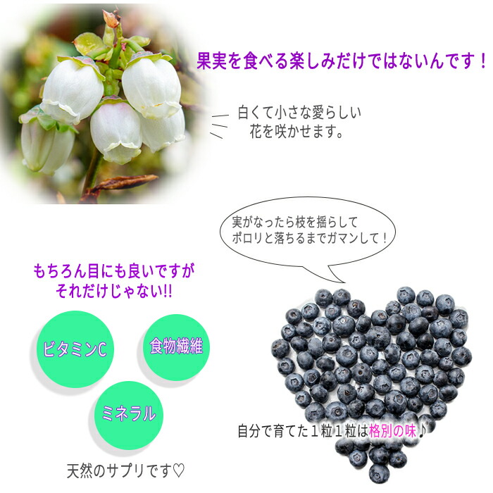 予約販売 ブルーベリー 10 5cmポット 10月中旬以降発送 クライマックス ラビットアイ系 庭木 果実 果樹苗 苗 苗木 定期入れの ラビットアイ系