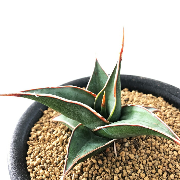 多肉植物 Osサンスベリア ピンギキュラ おもしろ 多肉植物 9cmポット Afic Association Org
