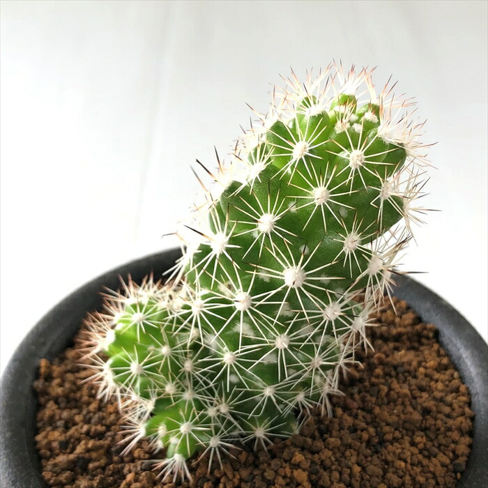 多肉植物 Osマミラリア 白星山 おもしろ サボテン 多肉植物 9cmポット Maisons Coudrelle Fr