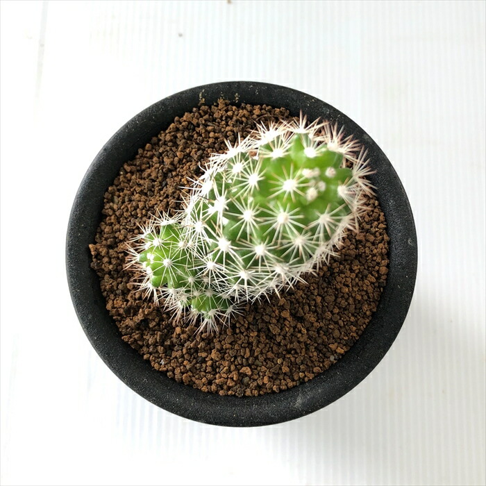 多肉植物 Osマミラリア 白星山 おもしろ サボテン 多肉植物 9cmポット Maisons Coudrelle Fr