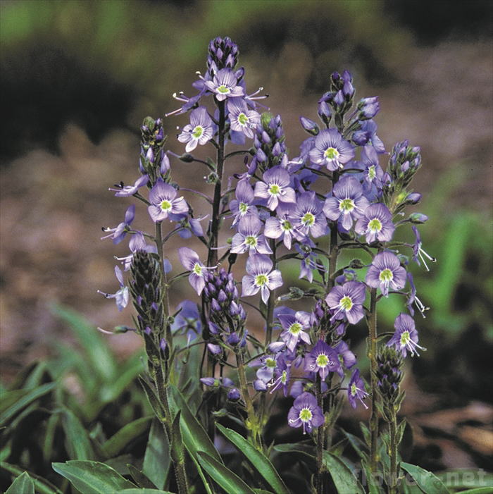 楽天市場 予約販売 宿根草の咲く庭 ベロニカ ロンギフォリア ブルーシェーズ 宿根草苗 9cmロングポット ガーデニング 多年草 3月下旬以降発送 フラワーネット 日本花キ流通 楽天市場 予約販売 宿根草の咲く庭 ベロニカ ロンギフォリア ブルーシェーズ 宿根草苗 9cmロングポット ガーデニング 多年草 3月下旬以降発送 フラワーネット 日本花キ流通