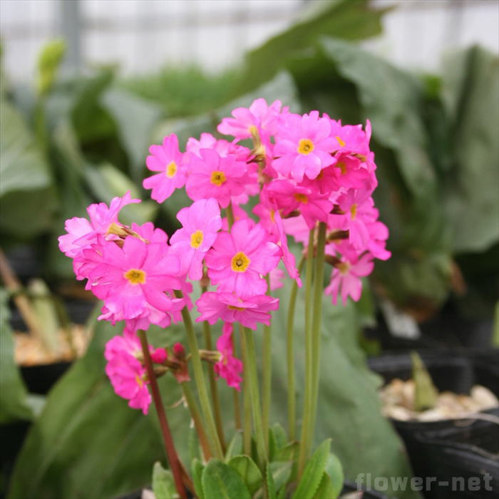 楽天市場 予約販売 プリムラ ロゼア 9cmポット 宿根草 Atm 11月中旬以降発送 フラワーネット 日本花キ流通