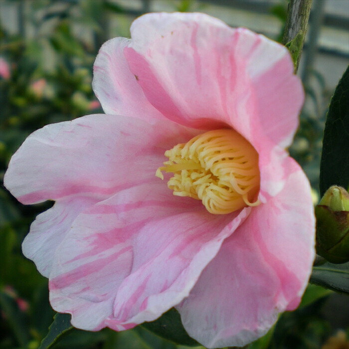 椿 楽天市場】椿（ツバキ） 湊晨侘助（ソウシンワビスケ）苗木 8号