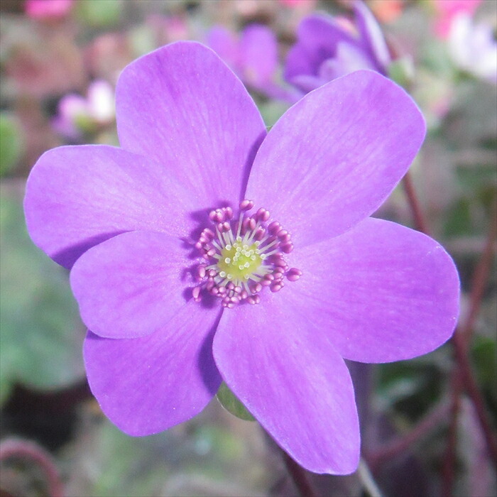 雪割草　開花中　進化期待大『ビロード艶　紅す系黒赤白斑三段』 Yahoo!オークション - 雪割草 超美麗『紅す系黒赤白斑三段』