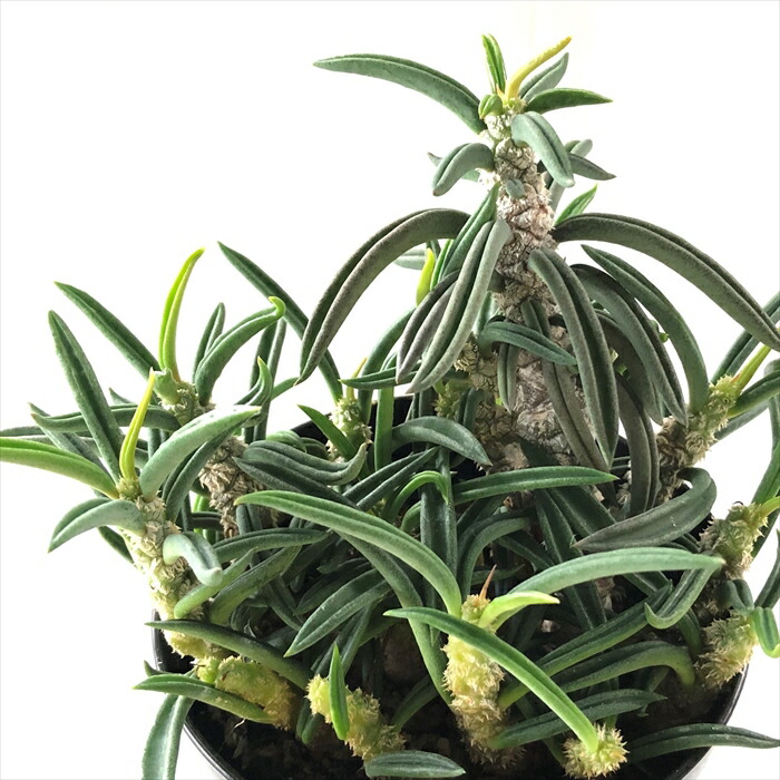 B*r様 パキポディウム アンボンゲンセ 実生大株 プラステラ150付き 期間限定】パキポディウム・アンボンゲンセ 実生【SP35】特価