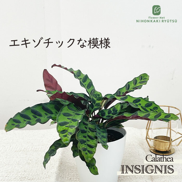 t*o様 アロカシア　シンポ　バリエガータ Amazon｜観葉植物 アロカシア オドラバリエガータ バティック 4