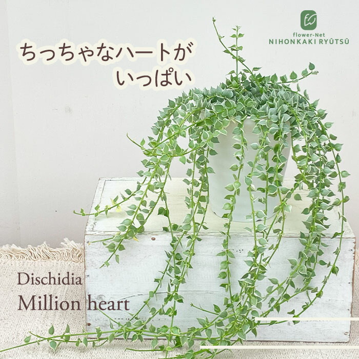 楽天市場】ハートが実る木 3.5号鉢 登録品種 ハートの実 ハリ