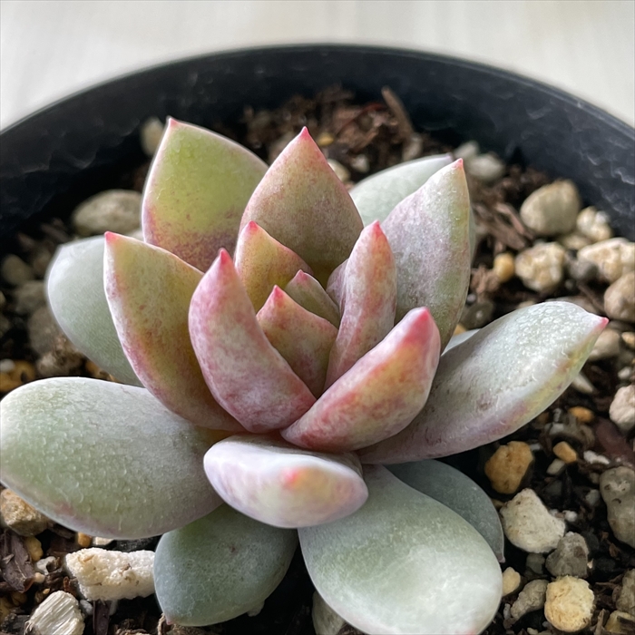 時間指定不可】 ミニマx x Echeveria 'Champagne' econet.bi