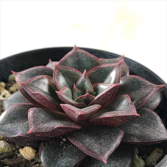 多肉植物　大和美尼　抜き苗　エケベリア 楽天市場】多肉植物 skエケベリア 大和美尼 ヤマトミニ 多肉植物