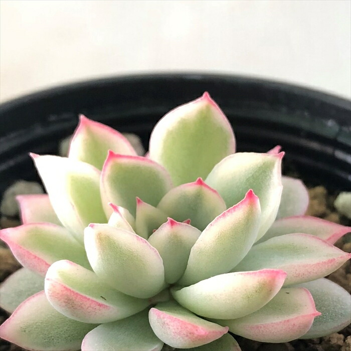 楽天市場】多肉植物 hmアエオニウム 小人祭錦 多肉植物