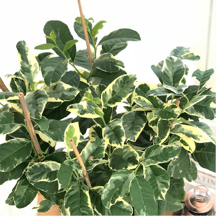 斑入りレモン ピンクレモネード 6号鉢 レモン 苗木 庭木 果実 檸檬 果樹苗 Mseyewears Com