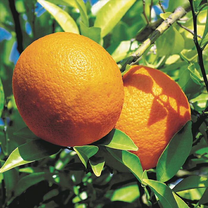 市場 予約販売 果樹苗 13 5cmポット 庭木 ダイダイ 苗木 接木苗 柑橘