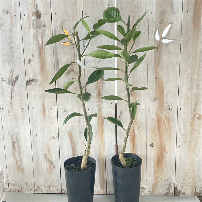 市場 予約販売 果樹苗 13 5cmポット 庭木 ダイダイ 苗木 接木苗 柑橘