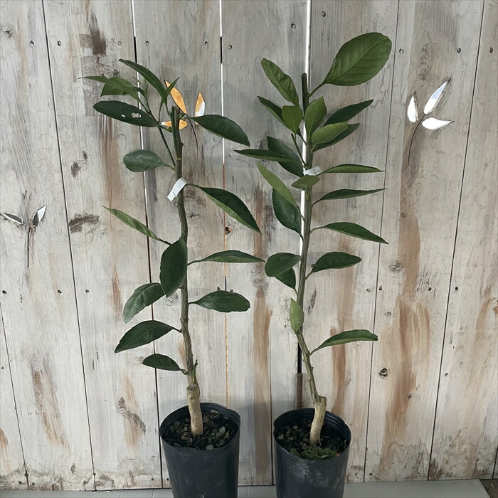 市場 予約販売 果樹苗 13 5cmポット 庭木 ダイダイ 苗木 接木苗 柑橘