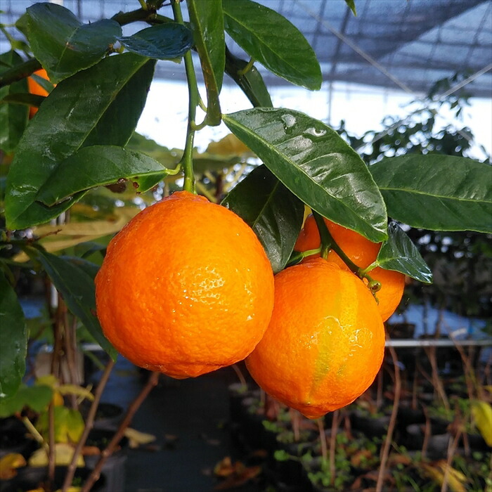 予約販売 レモン ラングプアライム 苗木 庭木 果樹苗 檸檬 13 5cmポット 柑橘