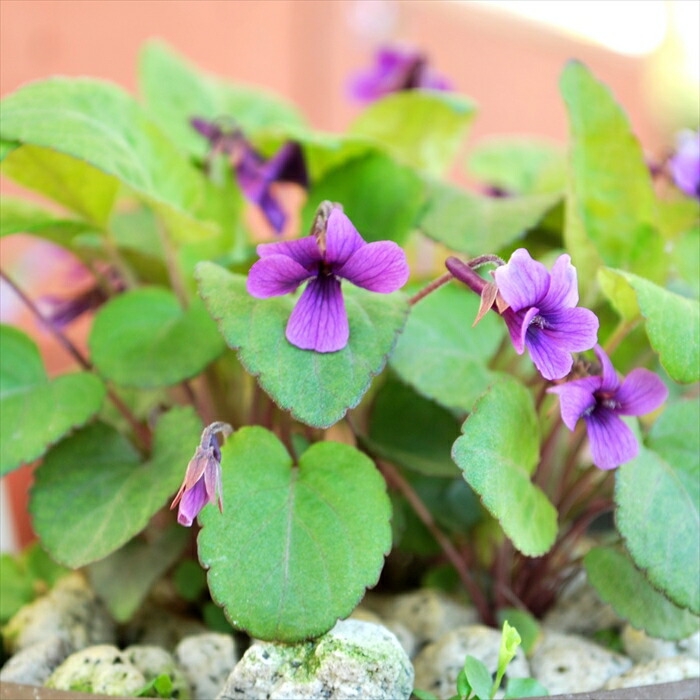 楽天市場】予約販売 スミレ 苗 タチツボスミレ 7.5cmポット