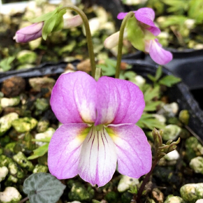 希少　八重咲き　ノジスミレ　苗 楽天市場】予約販売 スミレ 苗 ノジスミレ 7.5cmポットすみれ 山野草