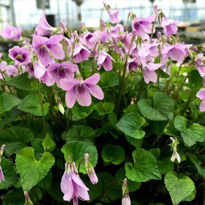 楽天市場】予約販売 スミレ 苗 タチツボスミレ 7.5cmポット