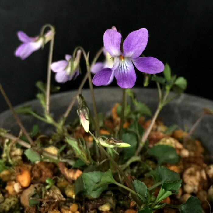 北の蝦夷タチツボスミレ苗　山葡萄苗木セット 北の蝦夷タチツボスミレ苗 山葡萄苗木セット 楽天市場