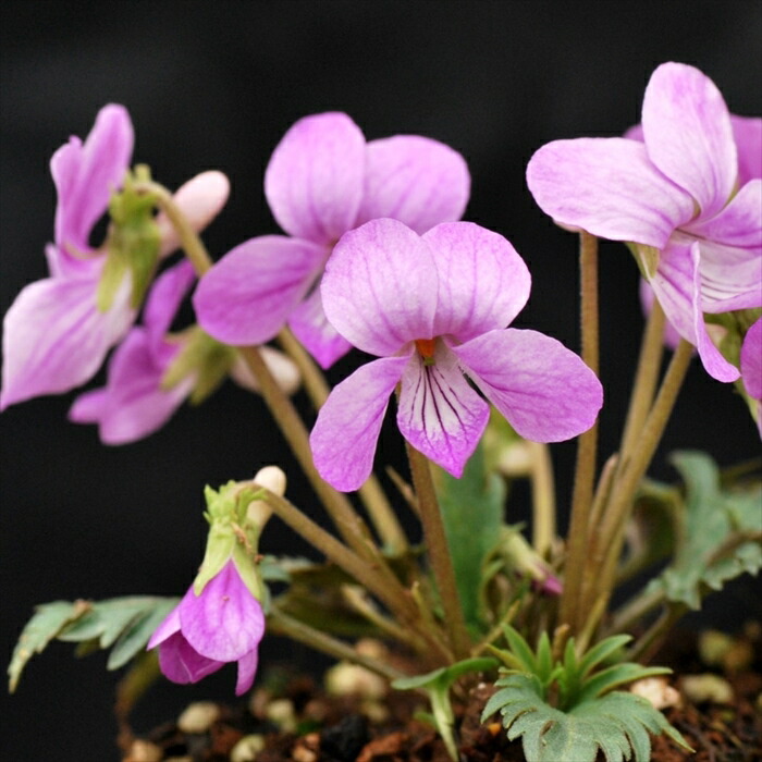 楽天市場】予約販売 スミレ 苗 ヒラツカスミレ白鶴 7.5cmポットすみれ