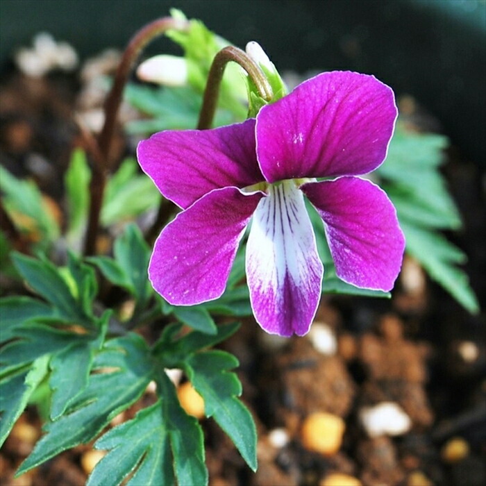 楽天市場】予約販売 スミレ 苗 タチツボスミレ 7.5cmポットすみれ 山