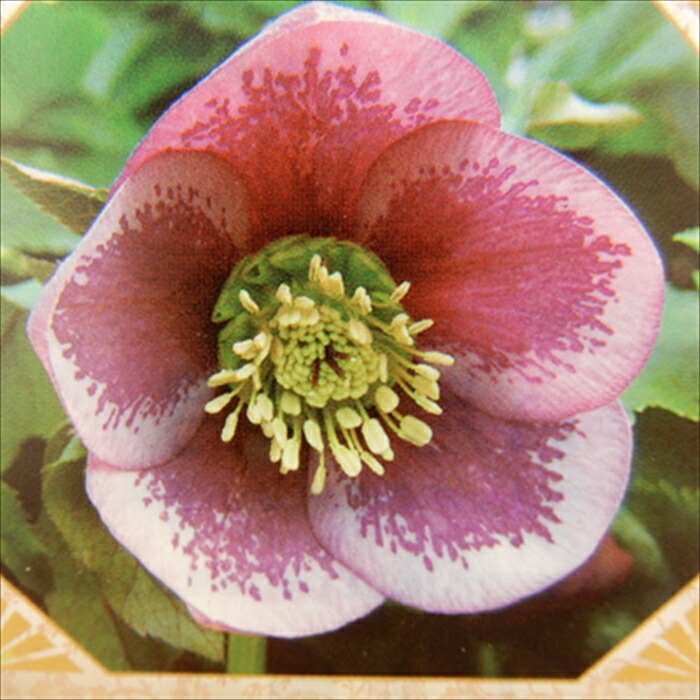 クリスマスローズ　八重　ピンク　ニゲル　3号　苗　鉢 宿根草　宿根　バラ　薔薇 28023_2.jpg