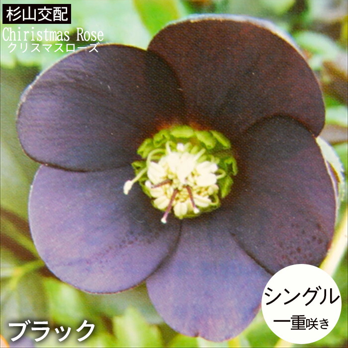 楽天市場】クリスマスローズ苗 ネオン系ダブル 10.5cmポット 曽田園芸