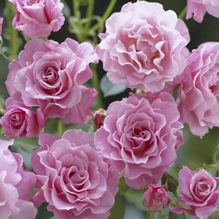 楽天市場】予約販売 バラ 苗 バラ 新苗 河本バラ園 夜来香