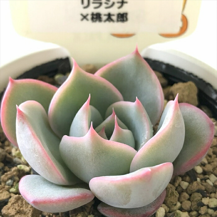 希少交配 simijimiさん苗 キングクリムゾン×ホリコロ 札付き