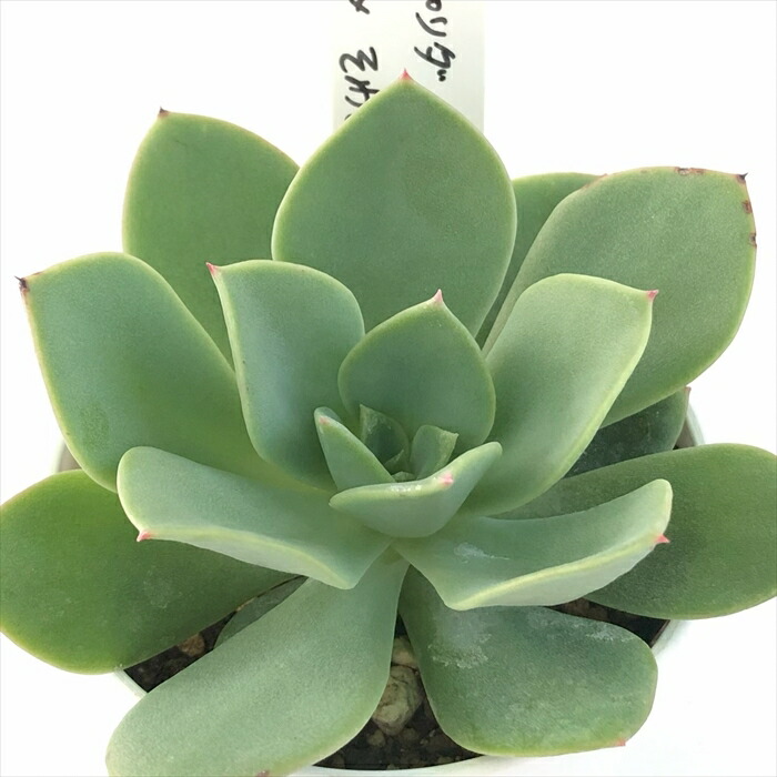 miso苗⭐️ロメオルビン×ケッセルリンゼアナ⭐️ミソさん 多肉 エケベリア miso苗⭐️ラパス×中里リンゼアナ⭐️ミソップさん 多肉