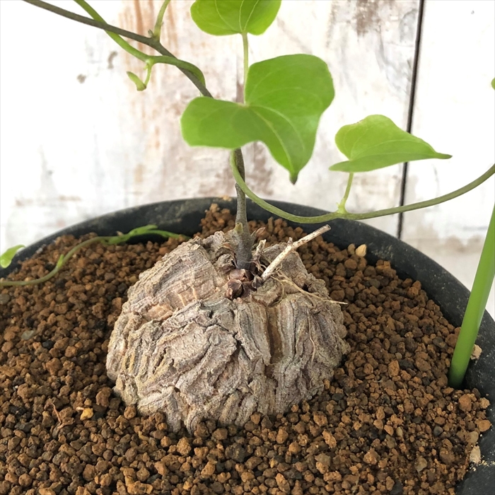 6【発根済・良形・実生】パキコルムス・ディスカラー（塊根植物／コーデックス） 6【発根済・良形・実生】パキコルムス・ディスカラー（塊根植物