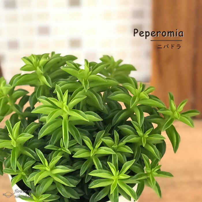 楽天市場】観葉植物 ラセンイ 4号鉢 スパイラル 観葉植物 水辺