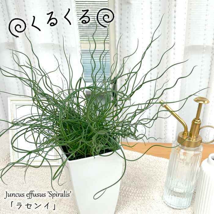 【週末セール】ディオーン・エデュレ 特大株 / 極希少 ソテツ 1株のみ 週末セール】ディオーン・エデュレ 特大株 / 極希少 ソテツ 1株