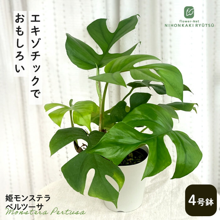 楽天市場】観葉植物 希少！ モンステラ スパイダー 4号鉢 観葉植物