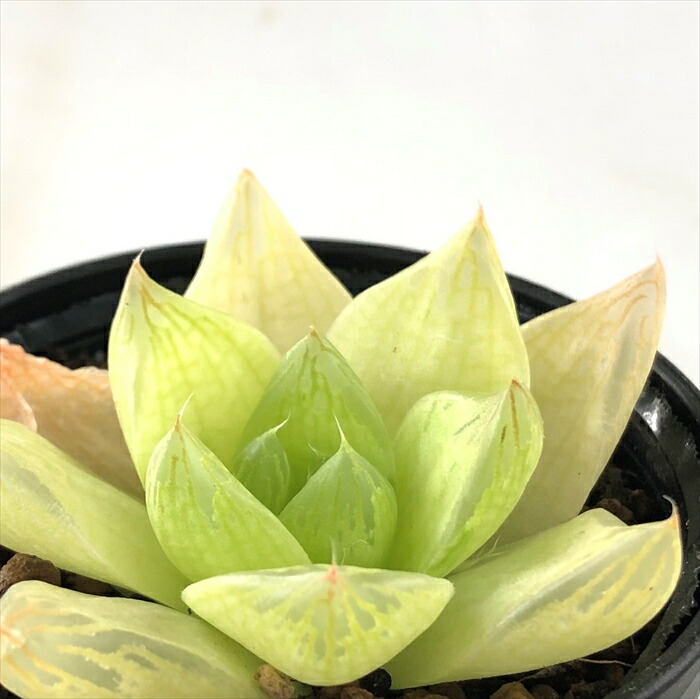 楽天市場 多肉植物 Naハオルチア シンビフォルミス ゴールド 7 5cmポット 多肉植物 ハオルチア 色素変異個体 フラワーネット 日本花キ流通