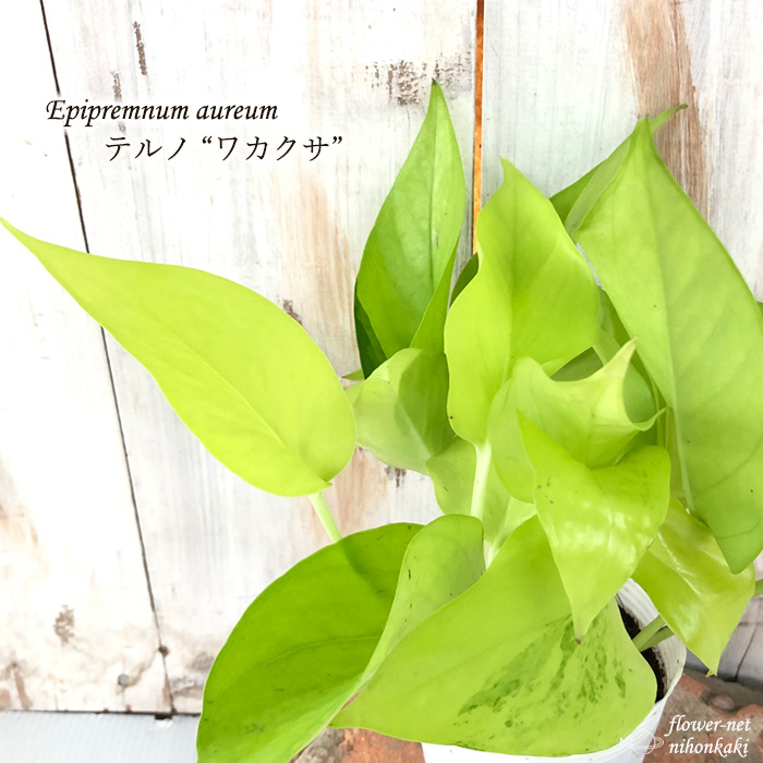 楽天市場 ポトス テルノ ワカクサ 9cmポット 観葉植物 インテリア おしゃれ わかくさ 品種登録出願中 フラワーネット 日本花キ流通