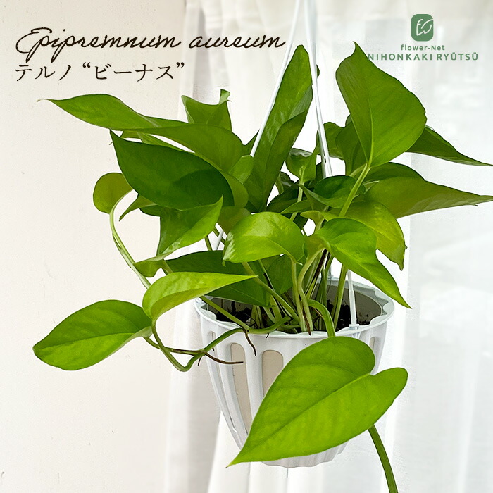 【観葉植物】ポトス　テルノシャングリラ　鉢ごと ポトス テルノシャングリラ 5号 吊り鉢 | YR Life Plants | 防虫、殺虫