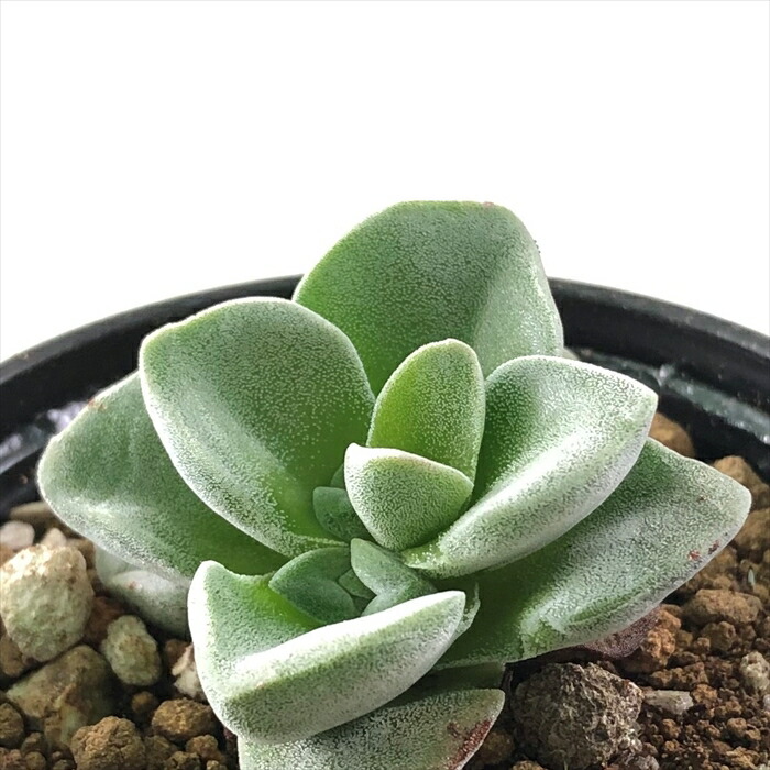 楽天市場】多肉植物 caコノフィツム Rラツム 桃尻娘 多肉植物 メセン