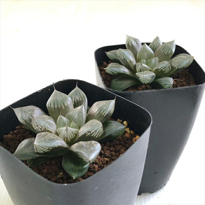 楽天市場 多肉植物 Kubハオルチア 巨大紫窓 大紫水晶オブツーサ 多肉植物 ハオルチア 7 5cmポット フラワーネット 日本花キ流通