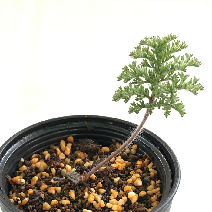 ドルステニア ギガス 実生 塊根植物 コーデックス P Amazon.co.jp: ドルステニア ギガス 国内実生 Dorstenia gigas