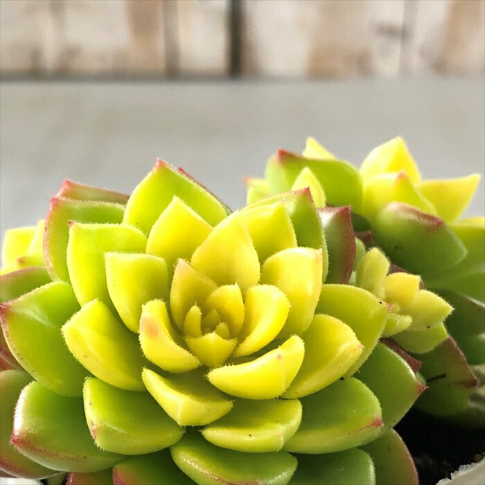 楽天市場】多肉植物 hmグラプトペタルム ピーチ姫（ブロンズ姫錦）多肉