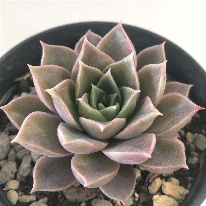 チェリーティピ 多肉植物 ラブリーチェリー【単頭苗】（チャンヒー農園苗） – 多肉植物の