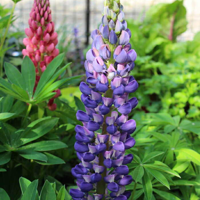 楽天市場】予約販売 リクニス 苗 コロナリア アルバ 10.5cmポット