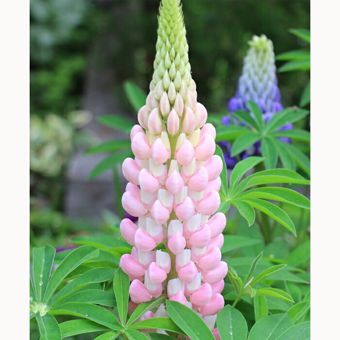 楽天市場】予約販売 ダリア 苗 銅葉ぷちダリア フレディーストロベリー