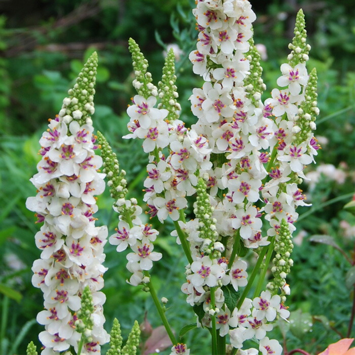 楽天市場】予約販売 宿根フロックス 苗 ダニエラ 9cmポット 多年草