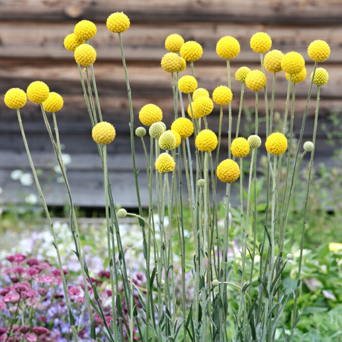 楽天市場】予約販売 ダリア 苗 銅葉ぷちダリア フレディー 10.5cm