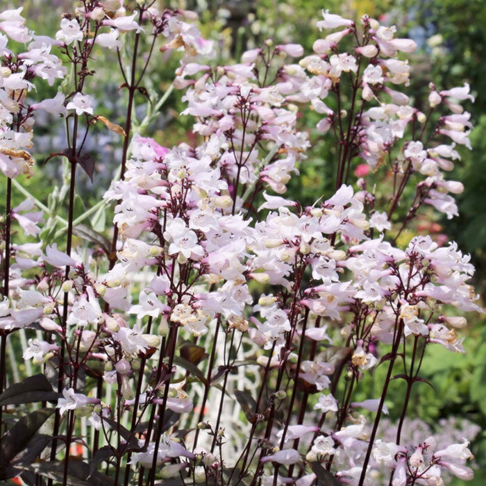 楽天市場】予約販売 ダリア 苗 銅葉ぷちダリア フレディー 10.5cm