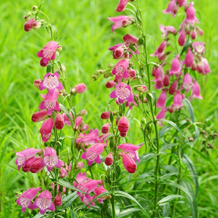 楽天市場】予約販売 宿根リナリア 苗 ピンクキッス 10.5cmポット